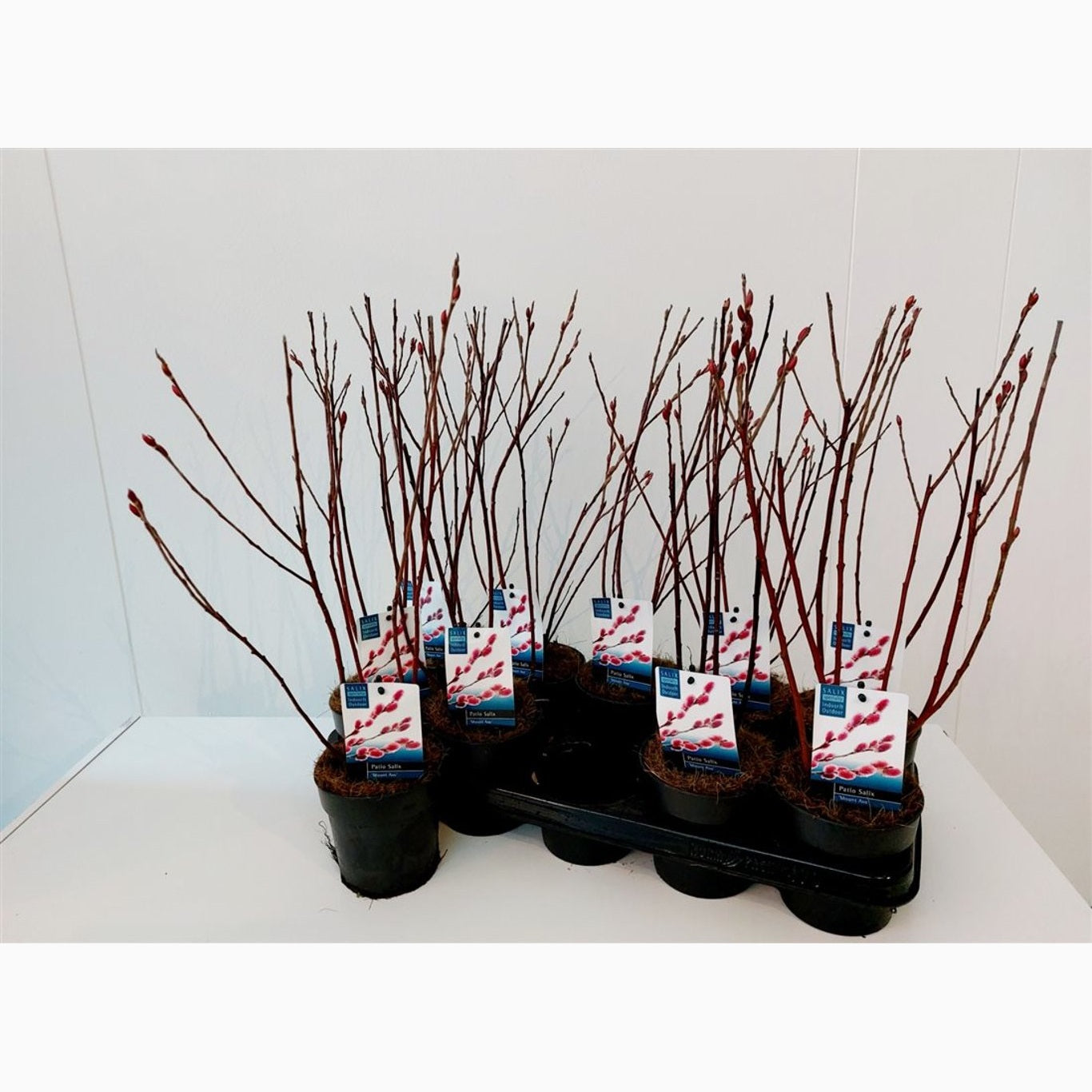 Vide – Salix gracilistyla 'Mt. Aso' - P12